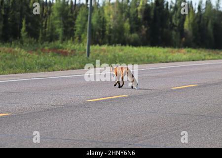 A fox crossing the highway in a forest area. Stock Photo