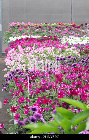 Tables of petunias growing in a greenhouse nursery. Stock Photo