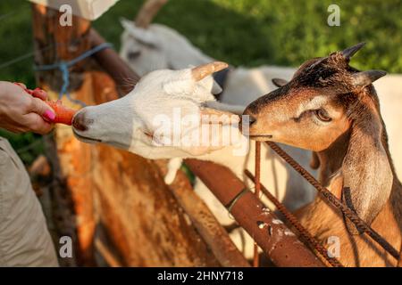 Detail on woman hand, holding carrot feeding it to couple of young goat kids. Stock Photo