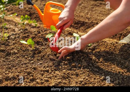 Young woman hands digging little hole with small grub hoe and hand for planting seedling into ground with orange sprinkling can in background. Stock Photo