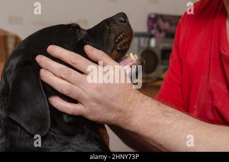 An adult male is petting the head of a large black dog with both hands. A female Rottweiler sits in front of the owner. Living room. Inside the room. Stock Photo