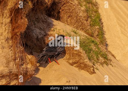 Red-billed Chough Pyrrhocorax pyrrhocorax foraging for food items in the sand dunes on the Scottish Island of Islay. Stock Photo