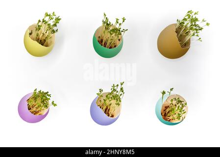 Multi-colored painted Easter eggs with sprouted green sprouts on a white background. Stock Photo