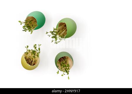 Painted Easter eggs with sprouted green sprouts on a white background with copy space Stock Photo