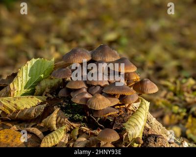 Fungi of Bonnet species in woodland, with Bonnet mould growing on caps. Stock Photo