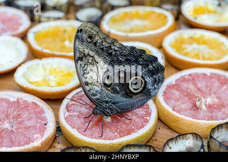A closeup of a giant owl butterfly feeding on fruit at a butterfly garden in Sidney, BC Canada. Stock Photo