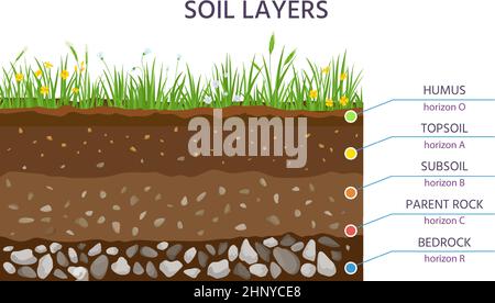 Soil structure layers, ground cross section education diagram. Grass, humus, topsoil, subsoil, parent rock and bedrock. Geology vector banner. Scienti Stock Vector