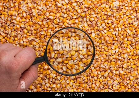 Human hand holding a magnifying glass over the corn can be used as background Stock Photo