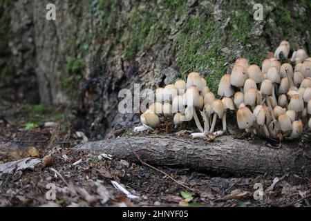 Glistening inkcap, Coprinellus micaceus, mushrooms in various stages of growth at the base of a tree with a blurred woodland background. Stock Photo