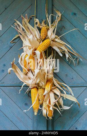 Ripe dried corn cobs hanging on wood background Stock Photo