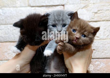 A bouquet of three Scottish kittens in the hands, the theme of domestic cats and kittens Stock Photo