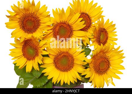 bouquet of sunflowers on a white background. isolated sunflowers Stock Photo
