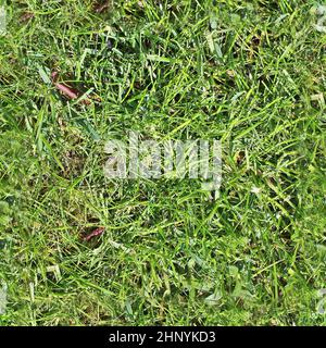 Photo realistic seamless grass texture in high resolution with more ...