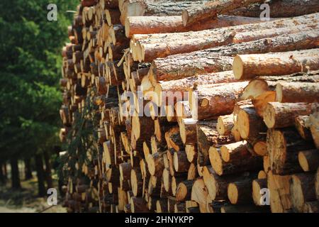 Wooden logs of pine woods in the forest, stacked in a pile by the side of the road. Freshly chopped tree logs stacked up on top of each other in a pil Stock Photo