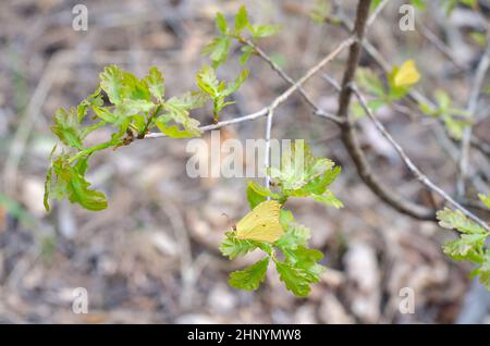 Defocused forest undergrowth background with leaves and green pine ...