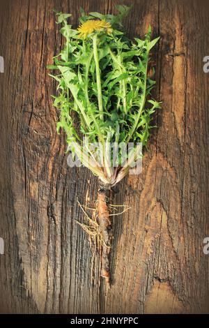 dandelion plant with edible leaves and roots on wooden background Stock Photo