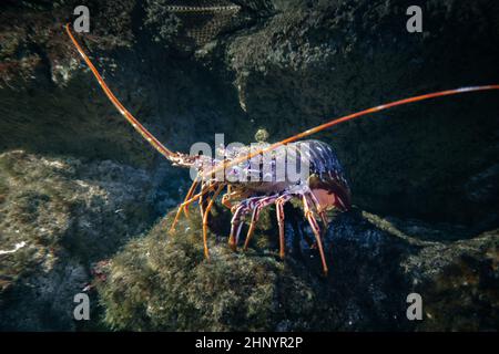 Lobster walking on the seabed. Macro view Stock Photo