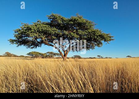 African camel-thorn tree (Vachellia erioloba) in grassland, South Africa Stock Photo