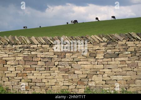 Milk cows graze in the background behind this well structured dry stone wall. Plants and weeds grow at the base of the wall, and the grass is luscious Stock Photo