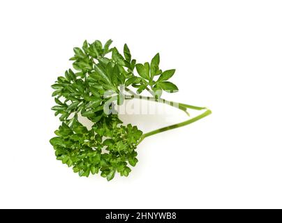 Petersilie, Petroselinum Crispum, ist eine Heil- und Kraeuterpflanze. Parsley, Petroselinum Crispum, is a medicinal and herbal plant. Stock Photo