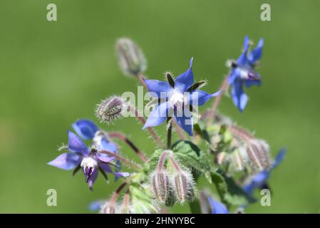 Borage, Borago officinalis, is an important medicinal and medicinal plant. The herb is also used in the Frankfurt green sauce. Stock Photo