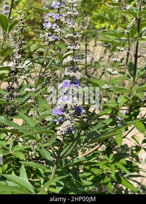 Vitex agnus is an important medicinal plant and is also used in medicine. Stock Photo