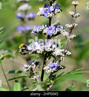 Vitex agnus is an important medicinal plant and is also used in medicine. Stock Photo