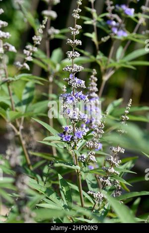 Vitex agnus is an important medicinal plant and is also used in medicine. Stock Photo