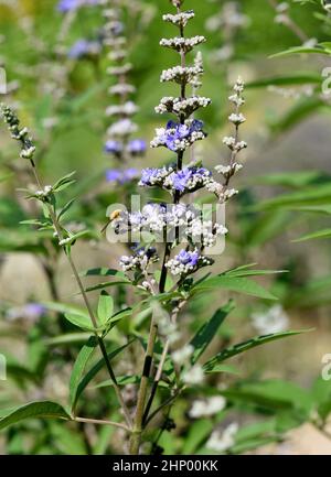 Vitex agnus is an important medicinal plant and is also used in medicine. Stock Photo