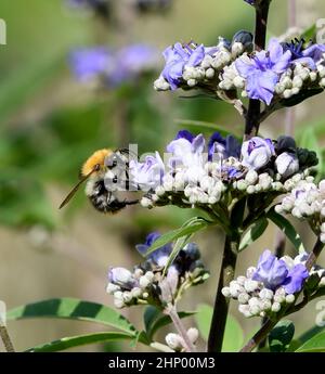 Vitex agnus is an important medicinal plant and is also used in medicine. Stock Photo