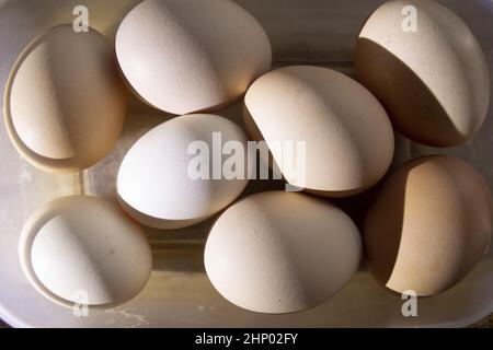 freshly picked chicken coop eggs Stock Photo