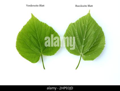 Linden tree, Tilia Cordata, is an important medicinal plant and is used in medicine. Stock Photo