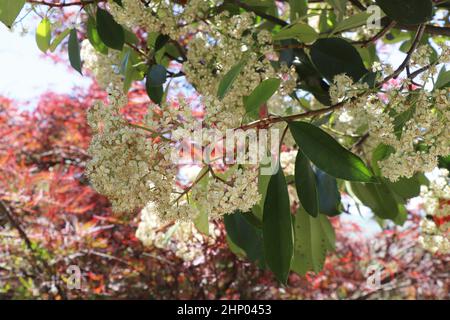 Blooming of Photinia Fraseri Red Robin Stock Photo