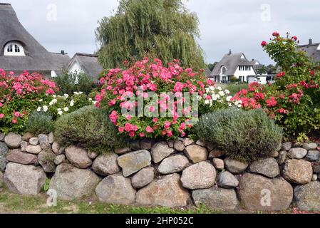 Friesenwall, Friezes wall, consists of stacked boulders from the Ice Age. Stock Photo