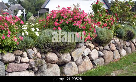 Friesenwall, Friezes wall, consists of stacked boulders from the Ice Age. Stock Photo