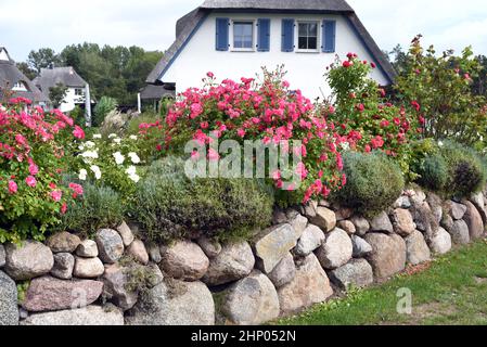 Friesenwall, Friezes wall, consists of stacked boulders from the Ice Age. Stock Photo