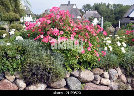 Friesenwall, Friezes wall, consists of stacked boulders from the Ice Age. Stock Photo