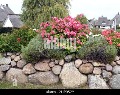 Friesenwall, Friezes wall, consists of stacked boulders from the Ice Age. Stock Photo