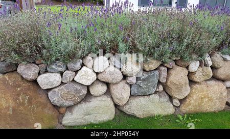 Friesenwall, Friezes wall, consists of stacked boulders from the Ice Age. Stock Photo