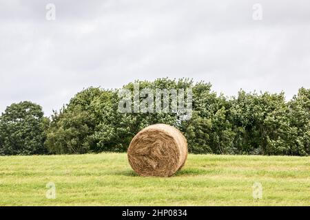 Big meadow with hey rolls in the middle of the countryside Stock Photo