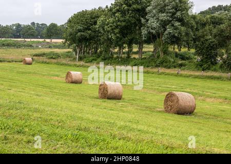 Big meadow with hey rolls in the middle of the countryside Stock Photo