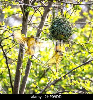 A pair of black-headed or yellow-backed weaver birds, Ploceus melanocephalus building a nest. The female is the one in flight and the male is handing Stock Photo