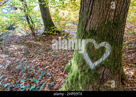 White heart written on the trunk of a tree in the middle of the forest Stock Photo