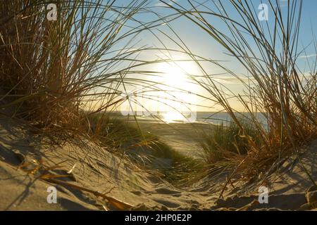 View through beach grass on a sand dune to the sea at sunset, on the North Sea coast in the Netherlands Stock Photo