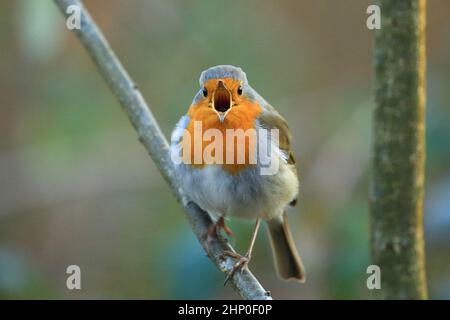 Robin (Erithacus rubecula) singing on the branch Stock Photo