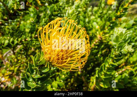 Leucospermum Patersonii Silveredge Pincushion Yellow Fynbos in Cape Town. Stock Photo