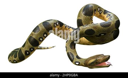 3D rendering of a green anaconda or Eunectes murinus or common anaconda orwater boa isolated on white background Stock Photo