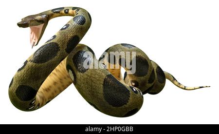 3D rendering of a green anaconda or Eunectes murinus or common anaconda orwater boa isolated on white background Stock Photo