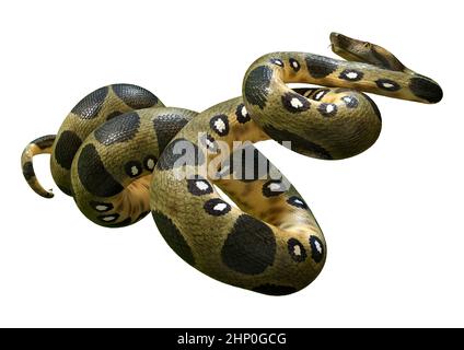 3D rendering of a green anaconda or Eunectes murinus or common anaconda orwater boa isolated on white background Stock Photo