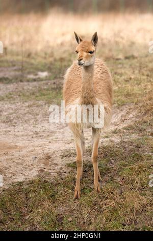 Lama in a clearing in the wild Stock Photo